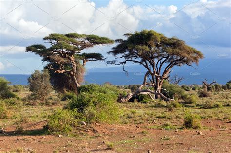 Savanna landscape kenya africa containing amboseli, nayional, and park ...