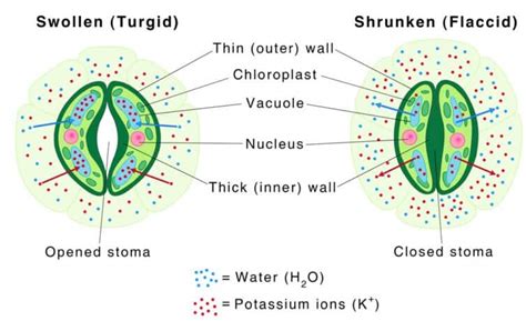 Guard cells Function, Definition, and Structure - Jotscroll