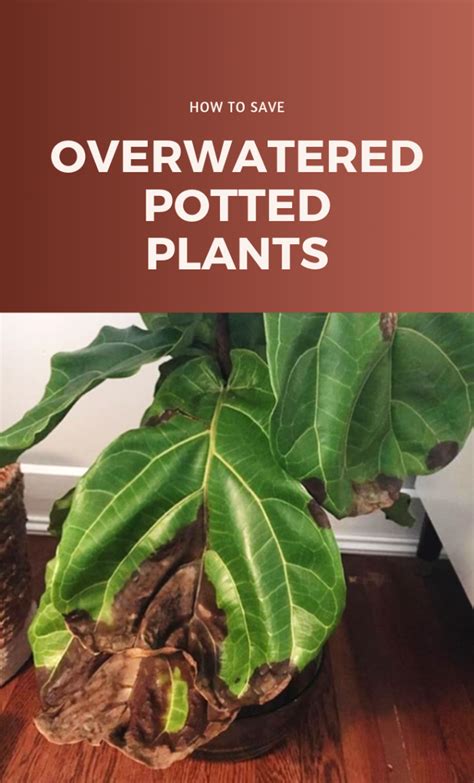 How To Save Overwatered Potted Plants | Gardenabc.net | Your Garden Tips & Ideas | Plants ...