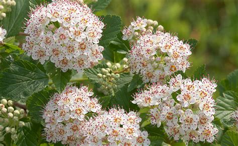 Ninebark Flowers – Prairie Garden Trust