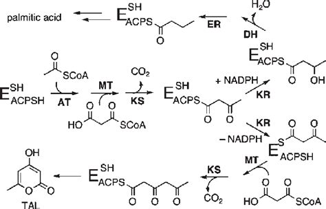 Biosynthesis of palmitic acid and TAL by FAS-B. Abbreviations: AT, acyl... | Download Scientific ...