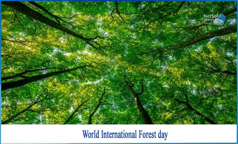 What is the importance of World International Forest day