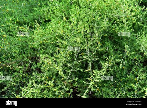 Saltbush plant hi-res stock photography and images - Alamy