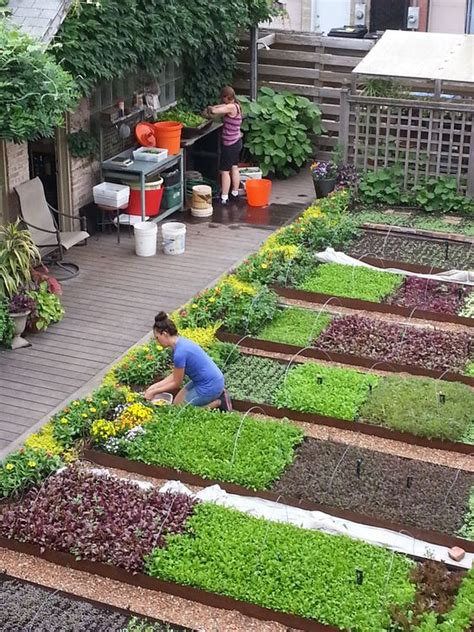 How to Get Start with Terrace Garden ( Hint: Easy to Grow Vegetables )