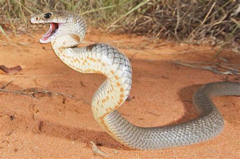 Venom becomes more potent as brown snakes age - UQ News - The ...