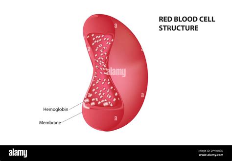 Red blood cell structure Stock Vector Image & Art - Alamy