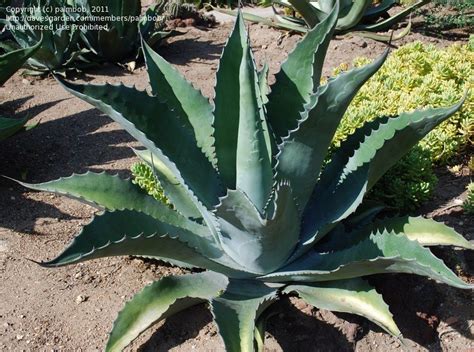 PlantFiles Pictures: Agave Species, Century Plant, American Aloe, Maguey (Agave americana subsp ...