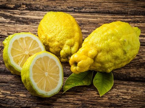 What Is A Bush Lemon - How To Grow A Bush Lemon Plant | Gardening Know How