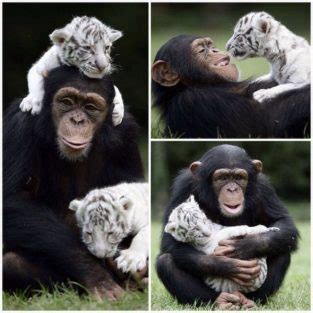 Animals Befriending Animals To Leave Better Examples For Humans - 13 Photo Stories