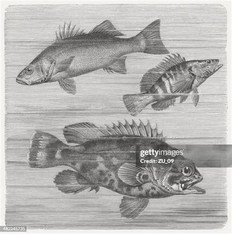 Finned Fish Photos and Premium High Res Pictures - Getty Images