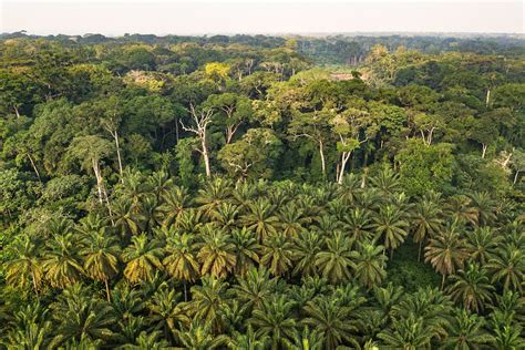 The Congo rainforest makes its own spring rain - AGU Newsroom