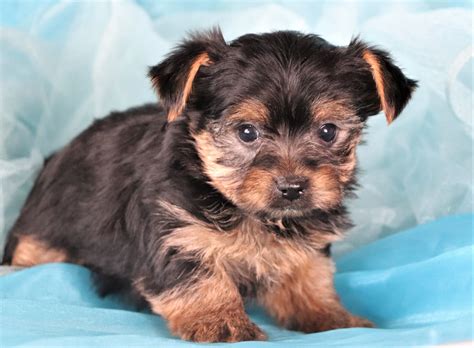 Yorkie Puppies For Sale In North Carolina