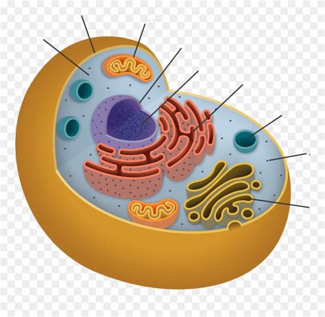 Exercises - Endoplasmic Reticulum In Animal Cell Png Clipart (#1986916 ...