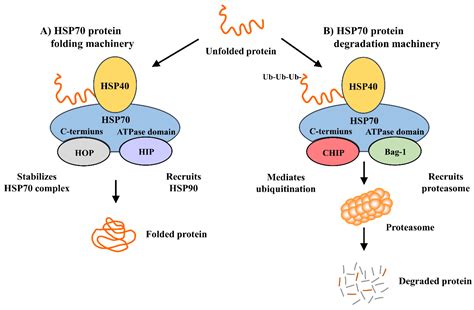 Cells | Free Full-Text | Heat Shock Protein 70 (HSP70) Induction: Chaperonotherapy for ...