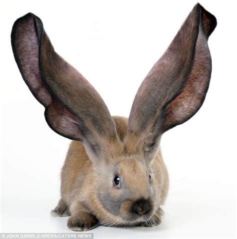 Now that's a funny Easter bunny! Meet the rabbit with ears that are longer than its entire body ...