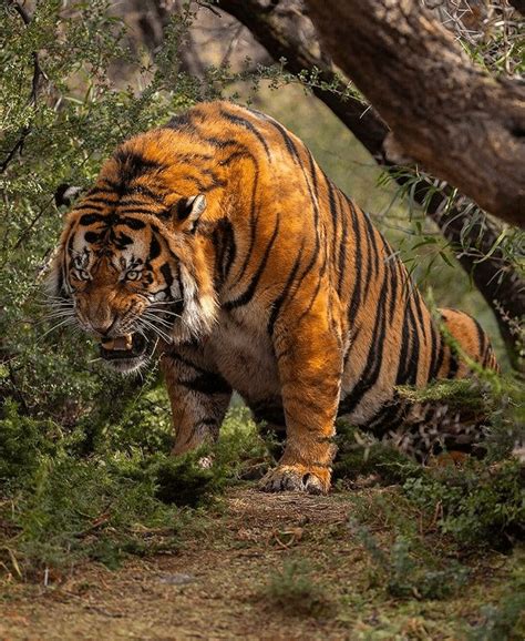 This absolute unit of a Bengal Tiger! : r/natureismetal