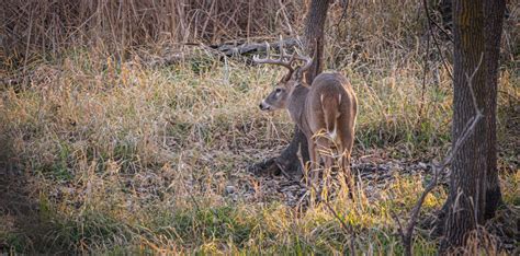 Saving and Using a Tarsal Gland - Montana Decoy