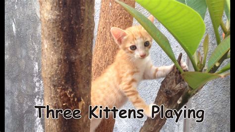 kittens playing in the yard - YouTube