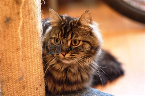 Long hair tabby kittens - gertybrazil