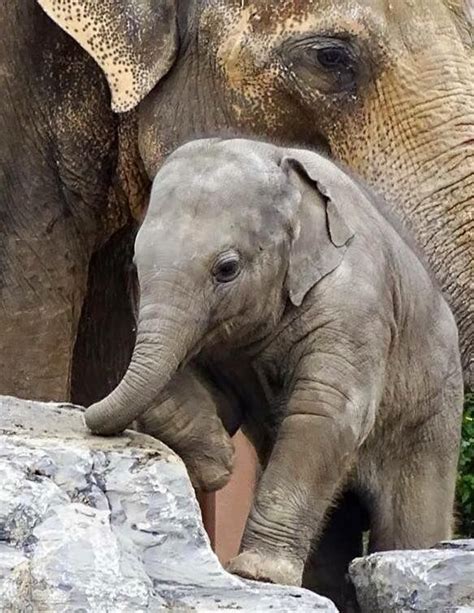 Pairi Daiza - Photos from Pairi Daiza's post | Animals, Elephant, Creatures