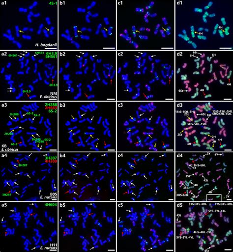 Sequential FISH on mitotic chromosomes of three species with ...