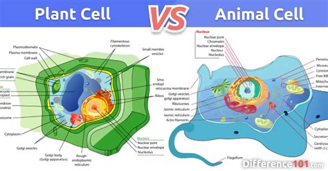 Top 175 + Difference between plant cell and animal cell with diagram - Inoticia.net