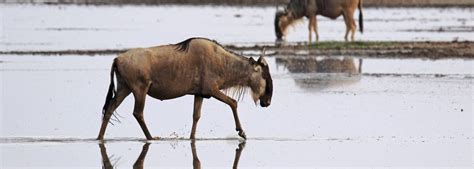 Amboseli National park | Amboseli Wildlife Safaris | Explore Amboseli