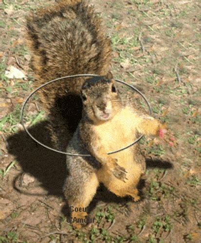 Cute Dancing Squirrel Hula Hoop GIF | GIFDB.com