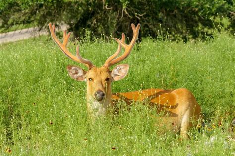 Review of the San Antonio Texas Wildlife Safari