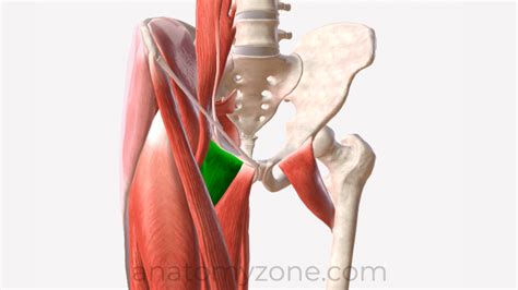 Pectineus - Origin, Insertion, Action, 3D Model | AnatomyZone