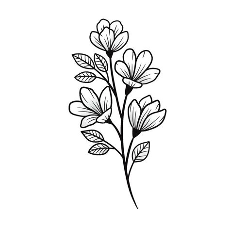 Branch sampaguita flower Hand drawn 13725214 Vector Art at Vecteezy