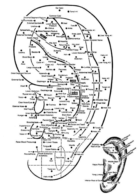 Ear Acupuncture: What's All The Buzz? | The Yinova Center