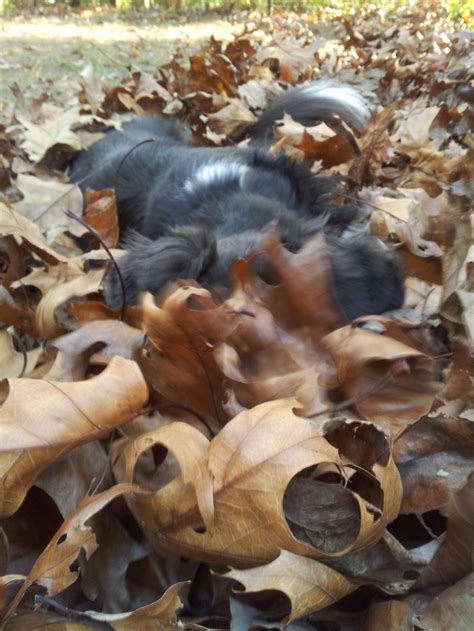 The Days of Johann, an agility dog!: Leaf pile fun!