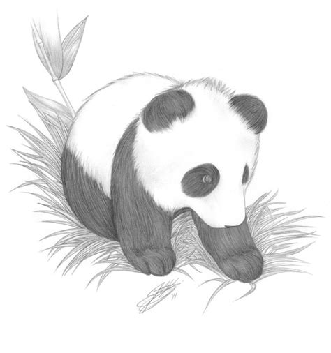 Drawings Of Cute Baby Pandas Picture Baby Panda Drawing Fun ... | Pandas | Pinterest | Babies ...