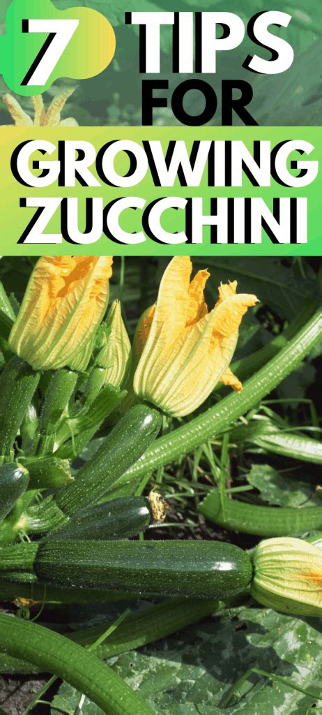 7 Helpful Tips for Growing Zucchini Plants » Homesteading Where You Are | Zucchini plants ...