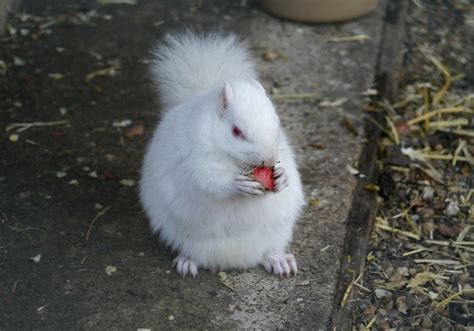 Albino squirrel | Riverside Animal Centre, Beddington, Sutto… | Lucinda ...