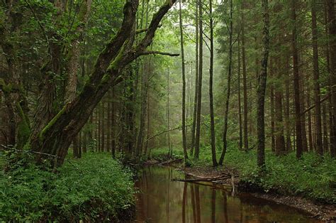 1920x1080px, 1080P free download | Korvemaa Nature Park in Estonia, forest, nature, river, fun ...