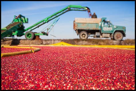 Grapevine Studios: Cranberry Harvest in Southampton, New Jersey.