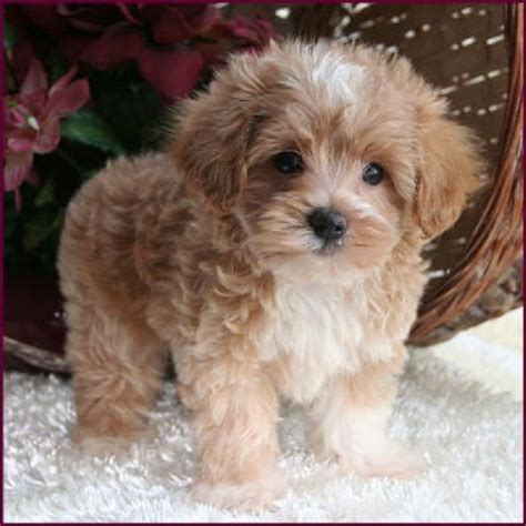 cute teacup maltese puppies brown - Google Search | Maltese poodle ...