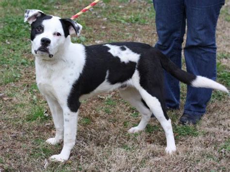 Weekly Adoptables: Bulldog, Border Collie Mix | Tucker, GA Patch