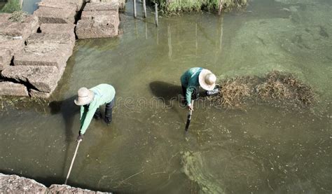 Cleaning the pond stock image. Image of farm, grow, clean - 58802503