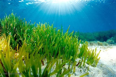 La ‘Posidonia oceánica’ está en regresión desde hace medio siglo