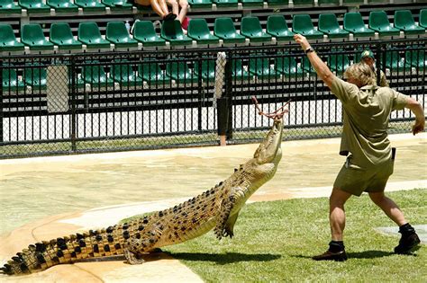 Australia Zoo - not just an Australian zoo - The Cove Noosa Resort