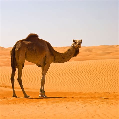 How camels survive in the desert? - The Petri Dish