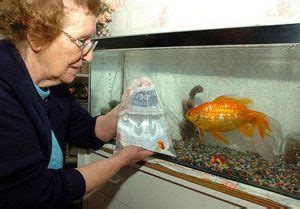 6 Largest Goldfish in the World - Largest.org