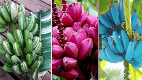 Different Types of Bananas | Pink Banana, Blue Java Banana, Musa Praying Hands - YouTube