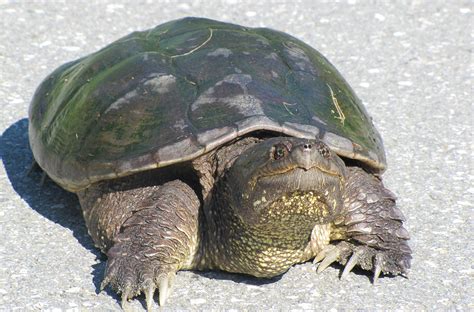 Creature Feature: Snapping Turtle