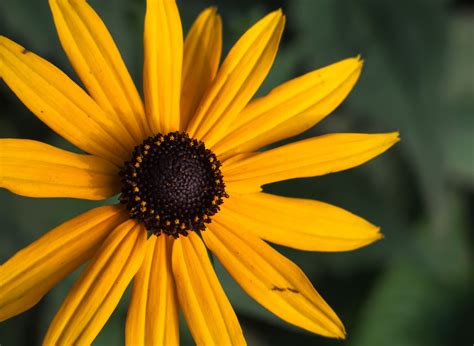 Orange Coneflower | Copyright-free photo (by M. Vorel) | LibreShot