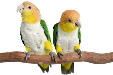 White Bellied Caique Health, Personality, Colors and Sounds - PetGuide ...