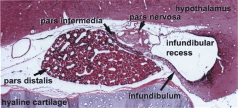 Pituitary gland. The pituitary gland is comprised of the... | Download ...